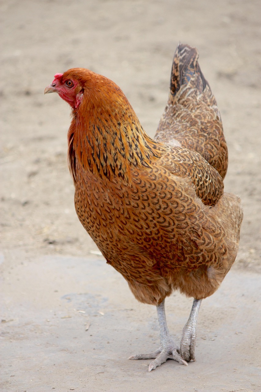 why-choose-us bird, animal, nature, poultry, feather, hen, farm, chicken, strutting chicken, brown farm, brown chicken, hen, hen, hen, hen, hen, chicken, chicken, chicken