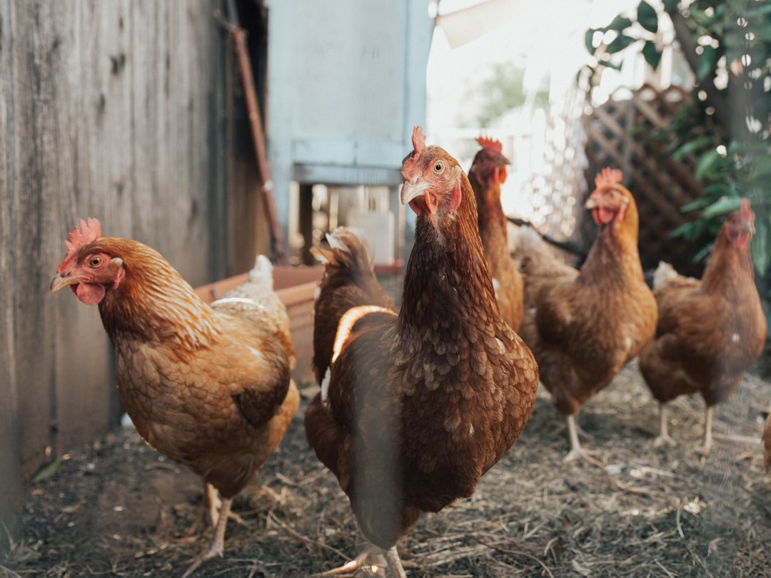 portfolio-02 five-brown-hens-on-ground-beside-fence-8wwpdf4av-y