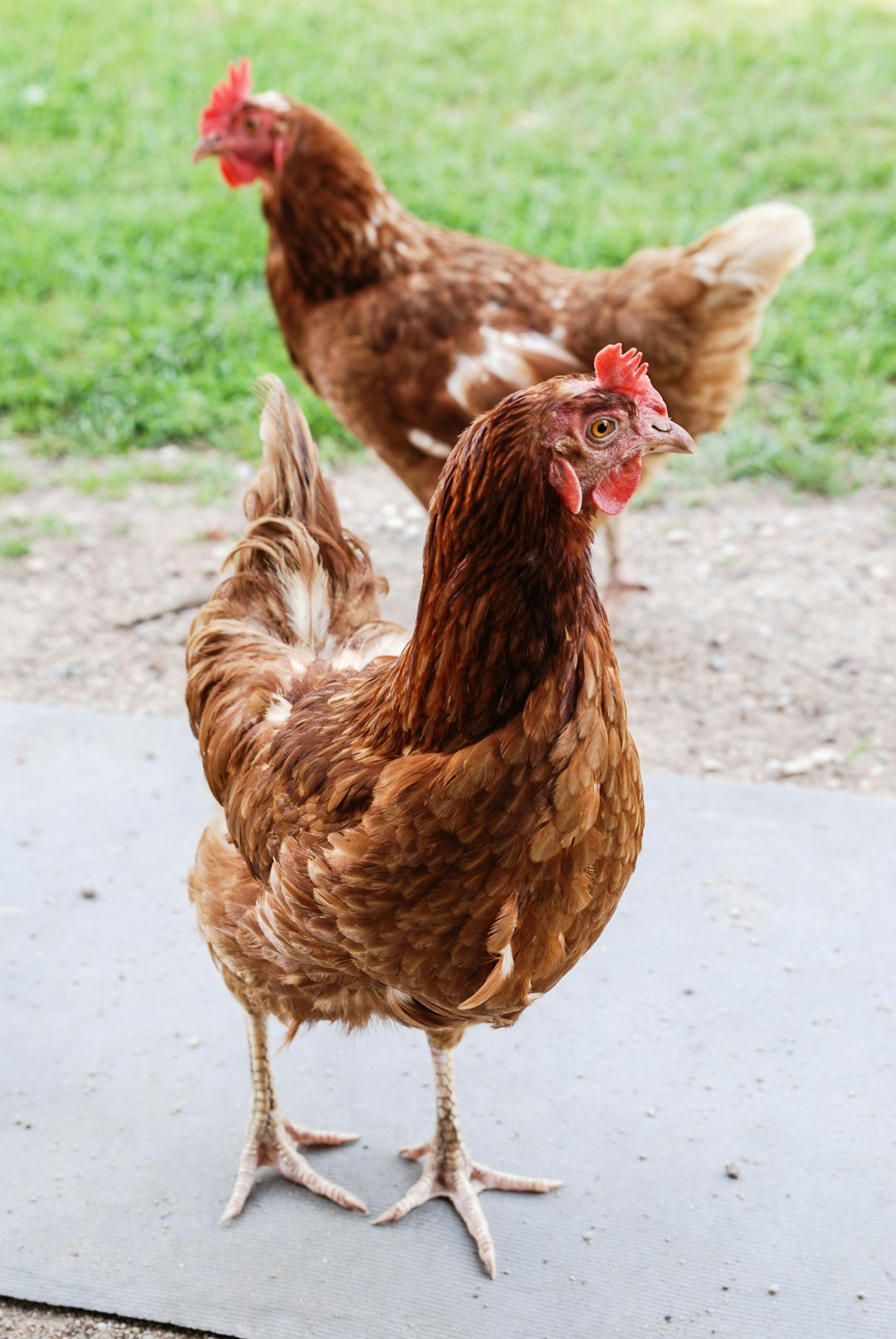 portfolio-05 #animals#nature#chicken